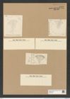 Actinocyclus incertus Grun. (de-Toni-Nr.: Genus 195, Species 4748) Zeichnungen Sammlung Grunow Nr. 8388 (NHMW-BOT-W0377818)